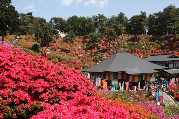 秩父羊山公園の芝桜と“花の寺”塩船観音のつつじ鑑賞ツアー2